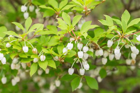 銅樹開花|ドウダンツツジとは｜育て方がわかる植物図鑑｜みんなの趣味の 